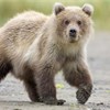 Grizzly Bear (Ursus horribilis), young cub walking, Katmai National Park, Alaska, September